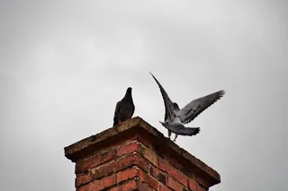 烟囱，鸽子，鸟，苍蝇，鸟，动物主题，动物野生动物，动物