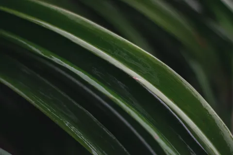 绿色，植物，植物，叶子，叶子，棕榈，树，灌木