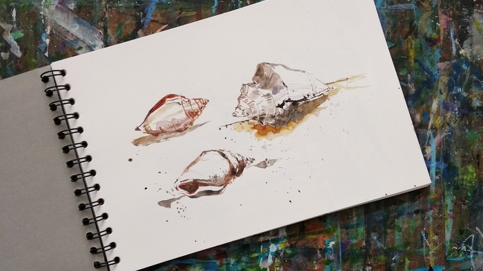 贝壳，水彩画，写生，美术，绘画，高角度观看，没有人，艺术和工艺