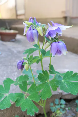 花朵，植物，天然，叶子，花园，夏天，水芹，任何人都不能