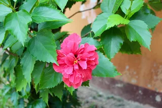 兰花，开花，开花，花，植物，自然，野生兰花，植物