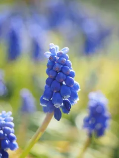 风信子,麝香,普通葡萄风信子,开花,开花,花朵,蓝色,观赏植物 风信子,麝香,普通葡萄风信子,开花,开花,花朵,蓝色,观赏植物