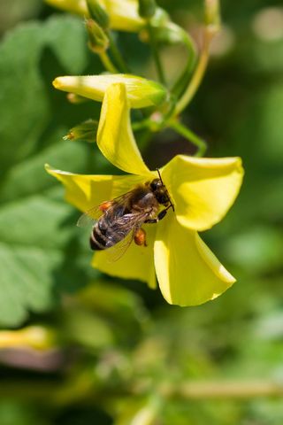 希腊, 阿利莫斯, 帕尼山, 花, 植物, 春天, 自然之美, 非城市场景