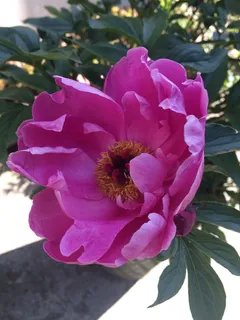 植物, 鲜花, 牡丹, 芍药, 粉红色的花瓣, 花园, 锅, 花 植物, 鲜花, 牡丹, 芍药, 粉红色的花瓣, 花园, 锅, 花