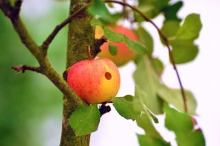 苹果，虫洞，虫蛀的，苹果树，水果，花园，当然，树枝