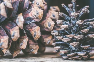 黑色和棕色装饰