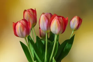 花，施特劳斯，郁金香，春天，bukeh，红白，双色，春天的花