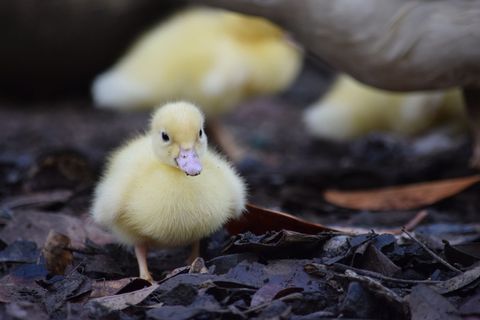 动物，鸭子，可爱，勇敢，小鸭，小鸟，小鸟，小鸡