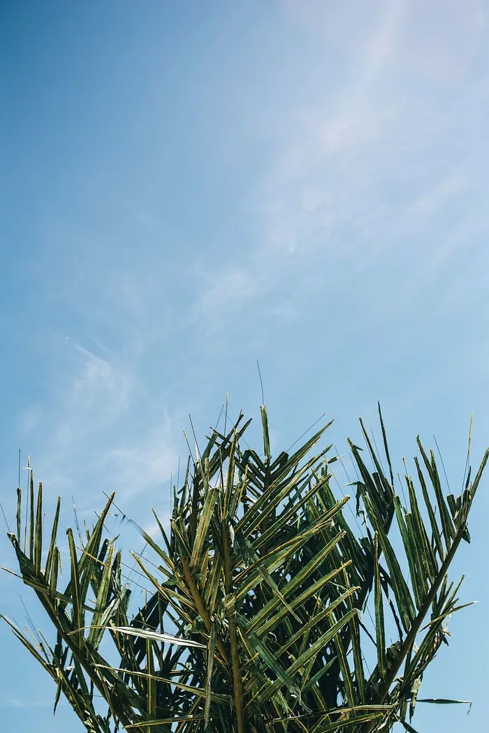 绿棕榈树