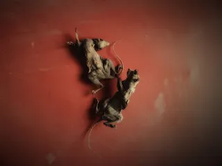 松鼠、木乃伊化、死亡、死亡、夫妻、动物、哺乳动物、动物