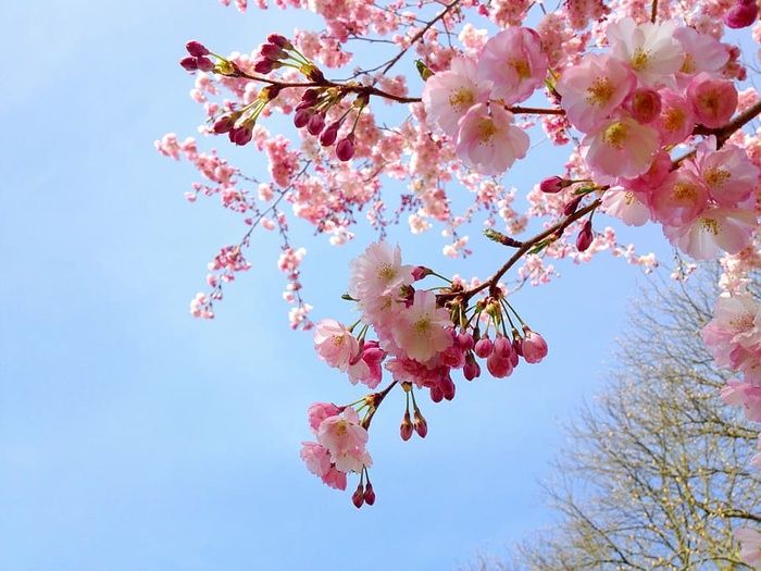 树，白色，粉色，花朵，樱花，樱桃，春天，日本