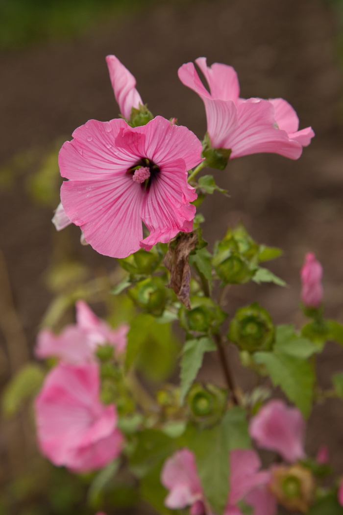 Lavatera，花，粉色，Dacha，夏天，粉色，花头，脆弱