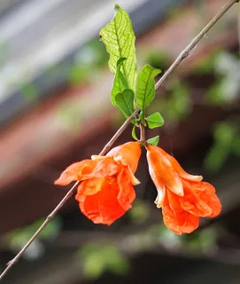 钟藤,石榴,花,藤,明亮,橙色,自然,植物 钟藤,石榴,花,藤,明亮,橙色,自然,植物