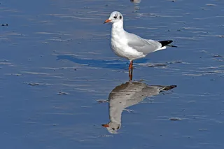黑头鸥，瓦茨，海鸥，北海，动物，动物主题，脊椎动物，野生动物