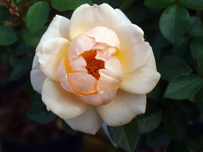 花，玫瑰，花瓣，叶子，植物，花卉，开花植物，自然之美