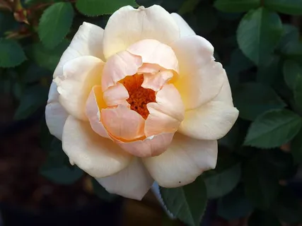 花,玫瑰,花瓣,叶子,植物,花卉,开花植物,自然之美 花,玫瑰,花瓣,叶子,植物,花卉,开花植物,自然之美