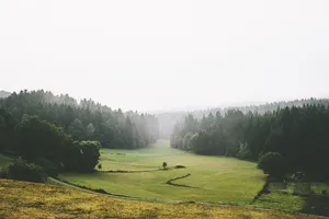 乡村，黎明，日光，雾，森林，草地，绿色，风景