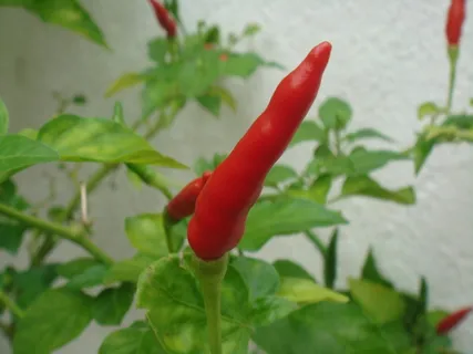 辣椒,辣椒,植物,辣,小,辣椒,辣椒,红,辣 辣椒,辣椒,植物,辣,小,辣椒,辣椒,红,辣