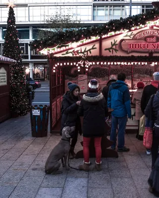 德国，柏林，假日，圣诞节，圣诞节，狗，公民，街道