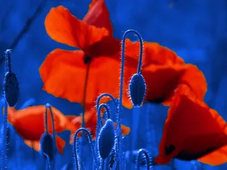 花，外国颜色，蓝色，特写，没有人，开花植物，植物，自然