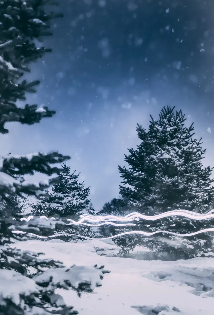白天积雪覆盖的树木