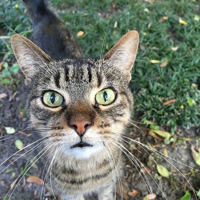 棕色斑猫的微距照片