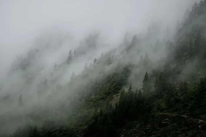 雾，风景，雾，山，自然，户外，树木，雾