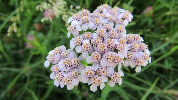 自然，乡村，风景，春天，五颜六色，花朵，开花植物，植物