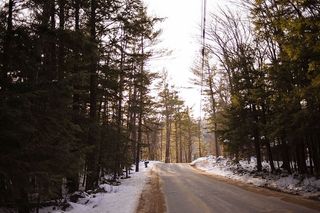 树与树之间的人行道，绿色，松树，树木，旁边，沥青，道路，树木