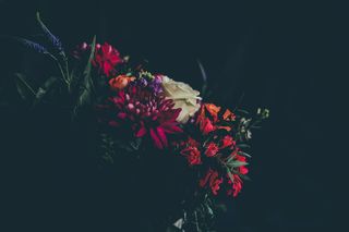 红色，紫色，花，花，植物，茎，花瓣，叶