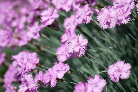 丁香，小丁香，垫花，粉色，粉色花，小花，粉色花