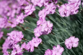 丁香，小丁香，垫花，粉色，粉色花，小花，粉色花