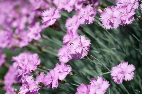 丁香,小丁香,垫花,粉色,粉色花,小花,粉色花 丁香,小丁香,垫花,粉色,粉色花,小花,粉色花