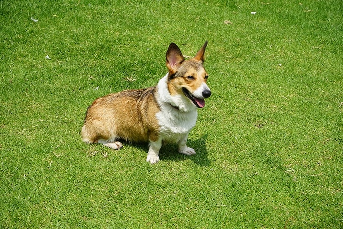 一只棕色和白色的成年柯基犬的照片