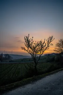 树木,旁边,绿色,草地,混凝土,道路,金色,小时 树木,旁边,绿色,草地,混凝土,道路,金色,小时