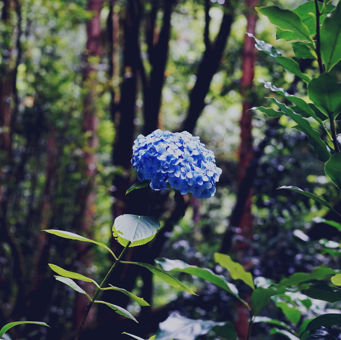 蓝色花朵选择性聚焦摄影