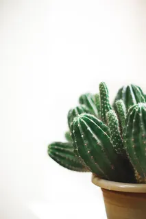 盆栽仙人掌的特写照片 盆栽仙人掌的特写照片