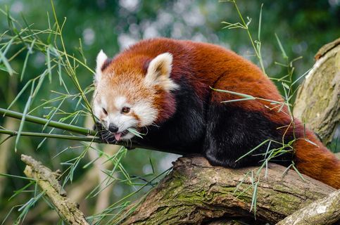 竹枝上的小熊猫 竹枝上的小熊猫