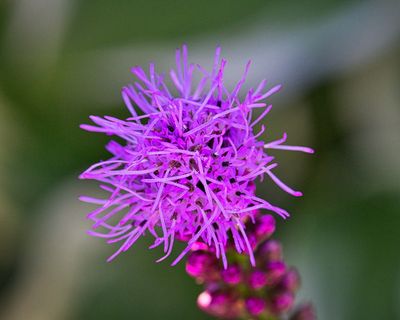 辉煌缺口，明亮，紫色，开花，开花，特写，花，开花植物