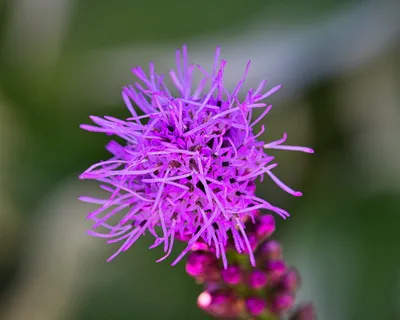 辉煌缺口，明亮，紫色，开花，开花，特写，花，开花植物