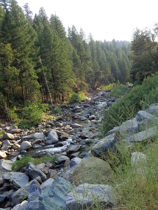 美国，太浩湖，树木，植物，自然之美，宁静，宁静的景色，森林