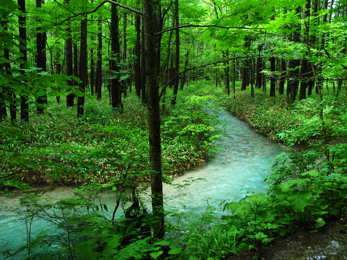 Kamikochi、森林浴、河流、森林、舒适、自然、植物、负离子