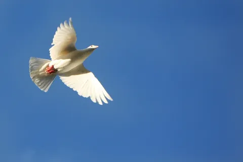 陶贝,韦耶陶贝,鸽子,鸽子,飞翔,鸟,天空,展翅 陶贝,韦耶陶贝,鸽子,鸽子,飞翔,鸟,天空,展翅