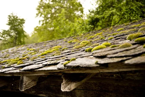 覆盖层、板岩、泡沫、地衣、材料、皮埃尔、诺吉亚、树木