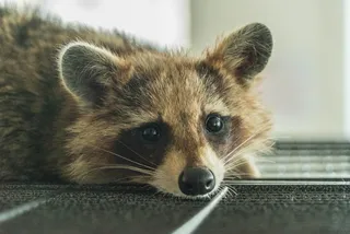 浣熊，咖啡馆，动物，宠物，浣熊咖啡馆，疲倦，宠物，哺乳动物