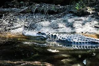 美国，拉韦内尔，caw caw解释中心，鳄鱼，自然，动物，查尔斯顿，水