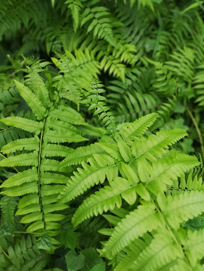 泰国, 曼谷, 绿色, 叶, 植物部分, 植物, 蕨类植物, 增长