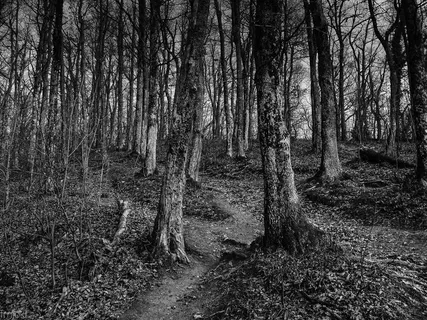 树木的灰度照片