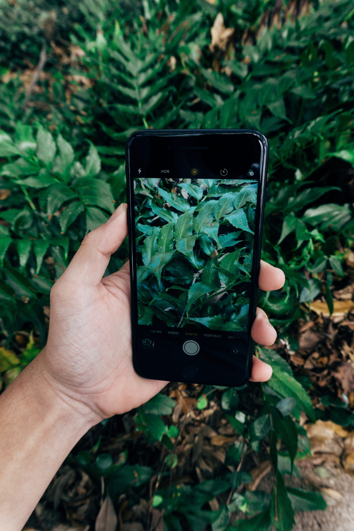 美国，圣马科斯，德克萨斯州立大学，摄像头，iphone，树叶，植物，绿色