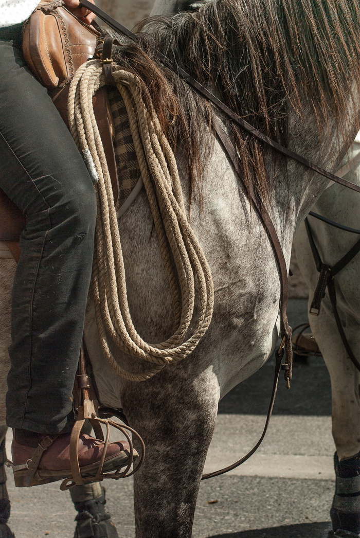 卡玛格，gardian，jumper，卡玛格马，卡钳，哺乳动物，动物主题，动物